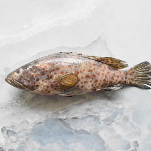 Black Grouper