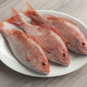 Brown Snapper