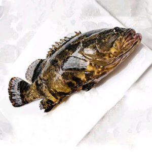 Cantang Grouper