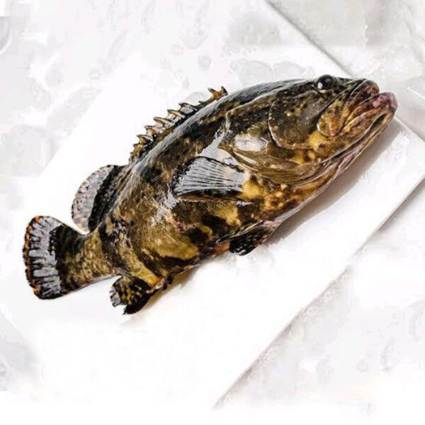 Cantang Grouper