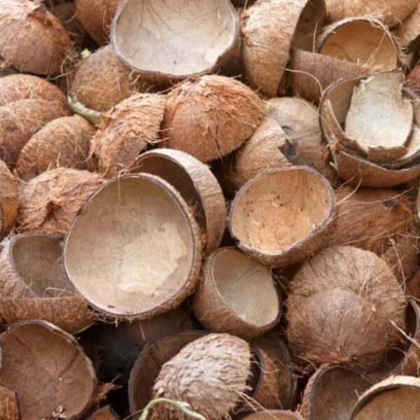 Coconut Shell