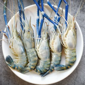 Giant Freshwater Prawn