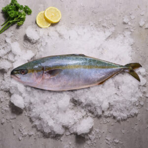 Kingfish
