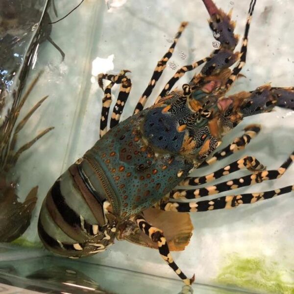 Mud Spiny Lobster