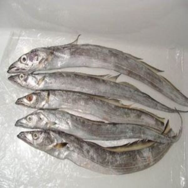 Ribbon Fish