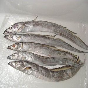 Ribbon Fish