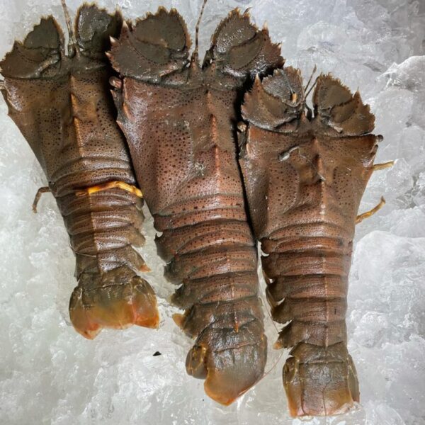 Sand Lobster