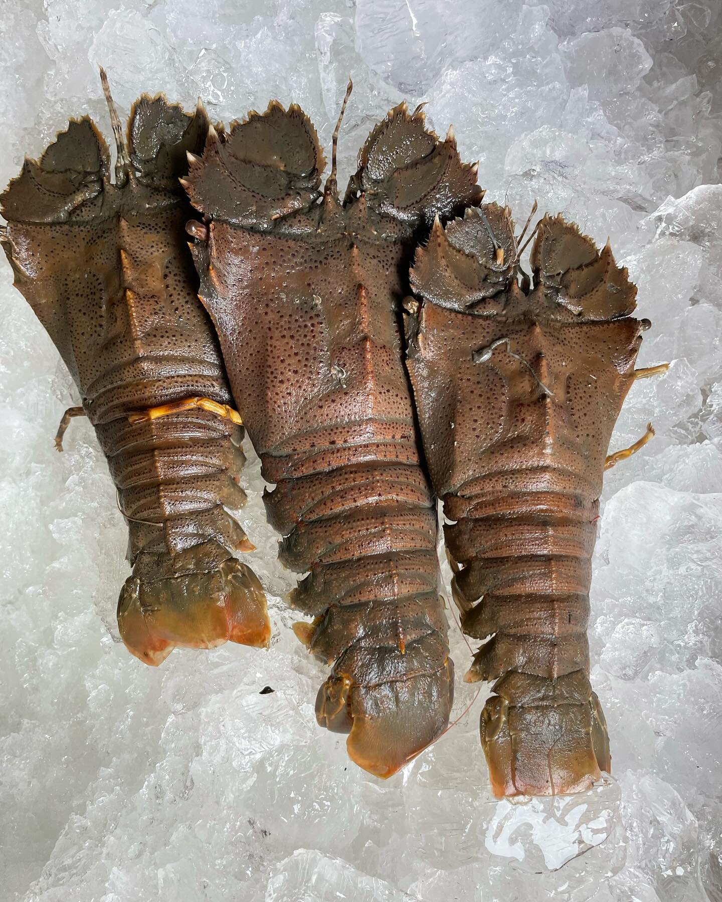 Sand Lobster