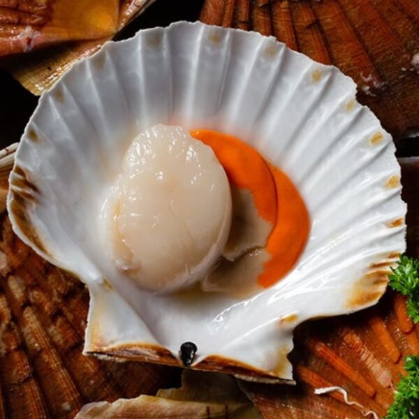 Scallop