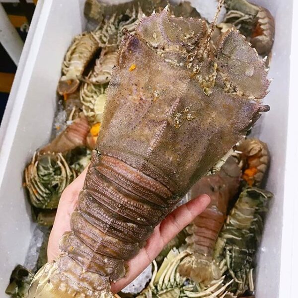 Slipper Lobster