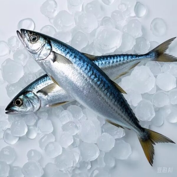 Spanish Mackerel
