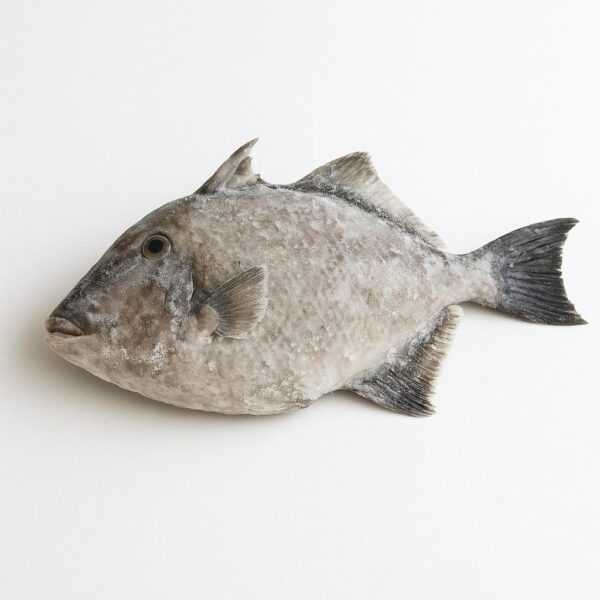 Starry Triggerfish