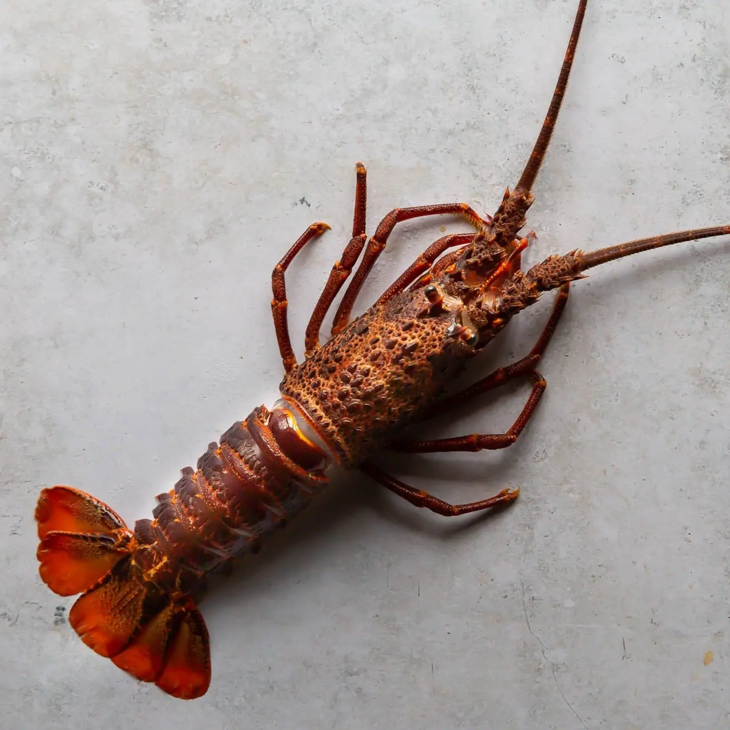 Stone Lobster