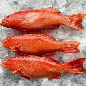 Sunu Lodi Grouper