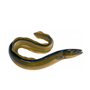 Eel