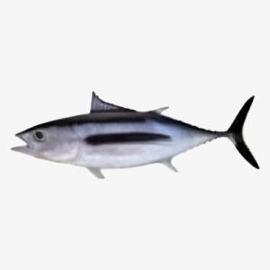 Albacore