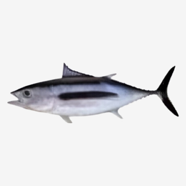 Albacore