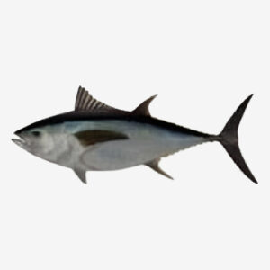 Bigeye