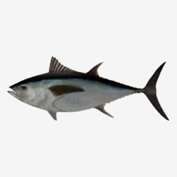 Bigeye
