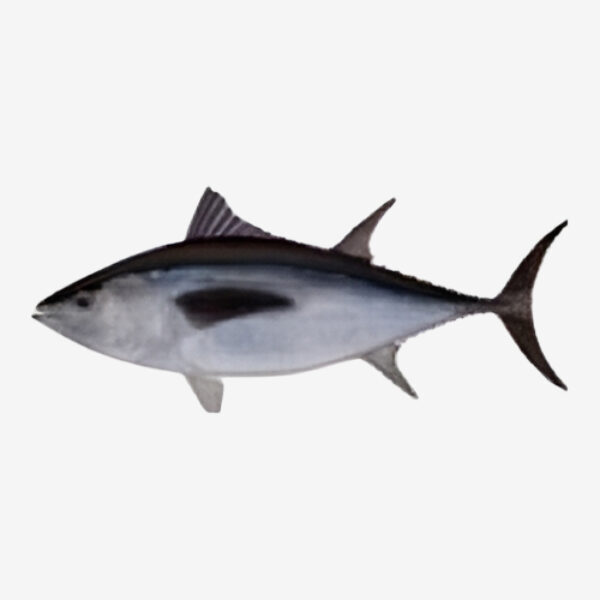 Bluefin