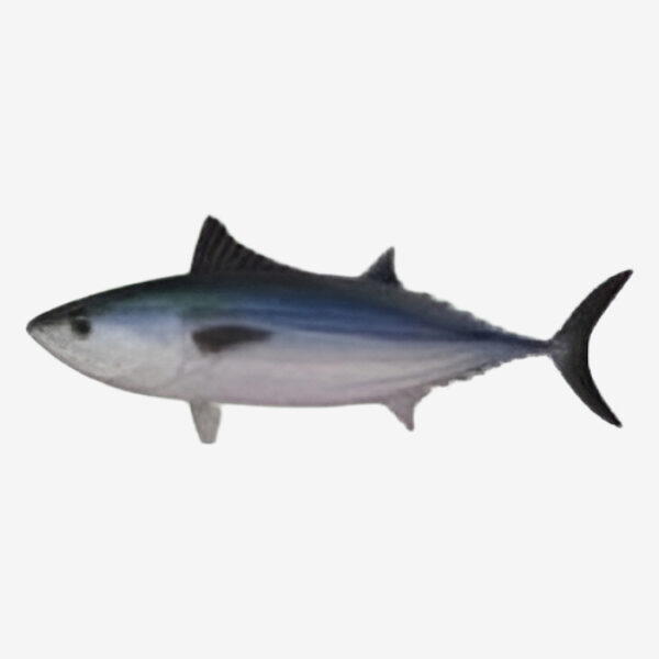 Bonito