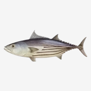 Skipjack