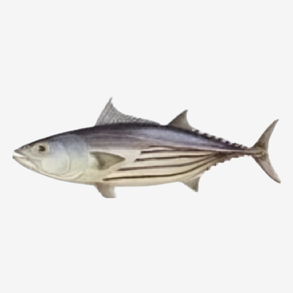 Skipjack