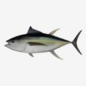 Yellowfin